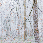 Hoar frost veil-5260