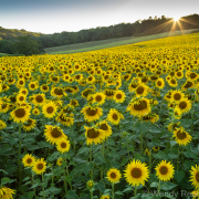 Stonor sunflowers-8095