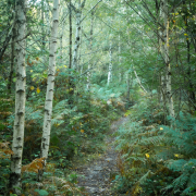 Through the silver birch wood-1727