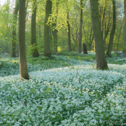 Through the wild garlic-7149